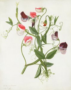 Lathyrus Odoratus (wc i gwasz na ołówku na welinie)